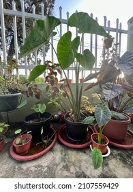More Choice Of Green Plants