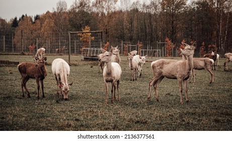 More, Latvia, 2021 Autumn: A Deer Farm In Early Autumn