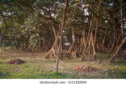 More than 250 years old banyan tree in Acharya Jagadish Chandra Bose Indian Botanic Garden at Shibpur, Howrah. Botanically known as Ficus Benghalensis, in spread it is largest known in India.