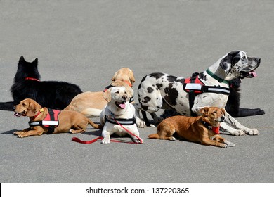 More Therapy Dog Resting On Asphalt