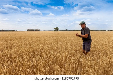 Moree, Australia - November 03, 2012: A Grain Farmer Tests Wheat For Moisture Before Starting The Harvest. Moree Is A Major Agricultural Area In New South Wales, Australia.