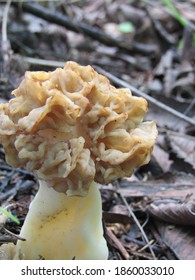 Morel Mushroom Pops Up In The Spring In Southeast Ohio