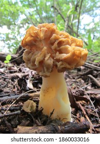 Morel Mushroom Pops Up In The Spring In Southeast Ohio