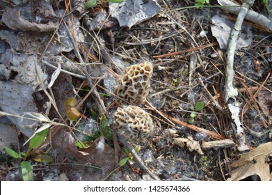 Morel Mushrooms In The Forest. Morchella, The True Morels, Is A Genus Of Edible Sac Fungi Closely Related To Anatomically Simpler Cup Fungi In The Order Pezizales.