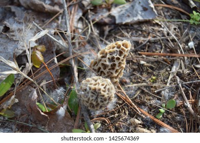 Morel Mushrooms In The Forest. Morchella, The True Morels, Is A Genus Of Edible Sac Fungi Closely Related To Anatomically Simpler Cup Fungi In The Order Pezizales.