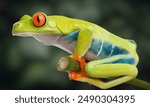 Morelet Tree Frog (Agalychnis moreletii) They have also been called Black-eyed Leaf Frog or Popeye Hyla. closeup