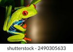 Morelet Tree Frog (Agalychnis moreletii) They have also been called Black-eyed Leaf Frog or Popeye Hyla. closeup