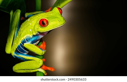 Morelet Tree Frog (Agalychnis moreletii) They have also been called Black-eyed Leaf Frog or Popeye Hyla. closeup - Powered by Shutterstock