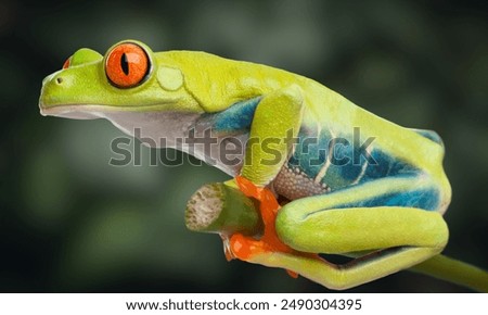 Morelet Tree Frog (Agalychnis moreletii) They have also been called Black-eyed Leaf Frog or Popeye Hyla. closeup