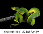 Morelia azurea pulcher Timika, Green tree python snake on branch, Chondropython viridis snake closeup with black background, Indonesian Morelia viridis snake