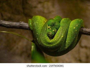 Morelia Snake Green Python Hanging Twisted Stock Photo 2197654341 ...