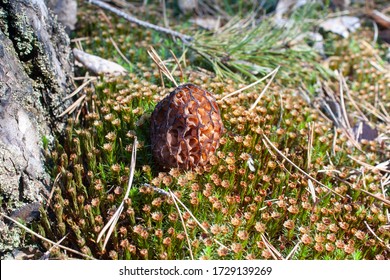 Morels Fungi Porous Body That Belong Stock Photo 1729139269 | Shutterstock