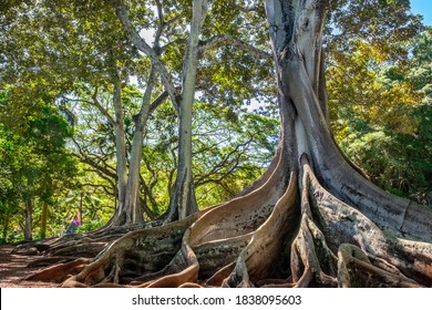 Moreton Bay Fig tree, Kauai, Hawaii, USA.