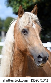 Morgan Horse Head