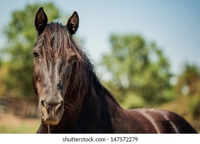 Morgan Horse In Pasture