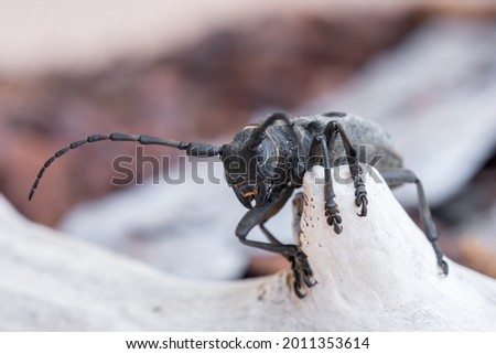 Morimus funereus is a species of beetle in the family Cerambycidae, found in Bulgarian nature