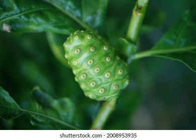 Morinda Citrifolia Is A Fruit-bearing Tree In The Coffee Family, Rubiaceae. Its Native Range Extends Across Southeast Asia And Australasia, And Was Spread Across The Pacific By Polynesian Sailors.