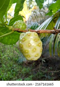 Morinda Citrifolia Is A Fruit-bearing Tree In The Coffee Family, Rubiaceae. Its Native Range Extends Across Southeast Asia And Australasia, And Was Spread Across The Pacific By Polynesian Sailors.