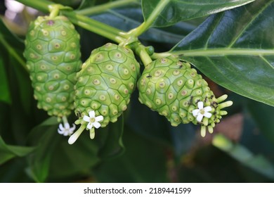 Morinda Citrifolia Is A Fruit-bearing Tree In The Coffee Family, Rubiaceae. Its Native Range Extends Across Southeast Asia And Australasia, And Was Spread Across The Pacific By Polynesian Sailors.