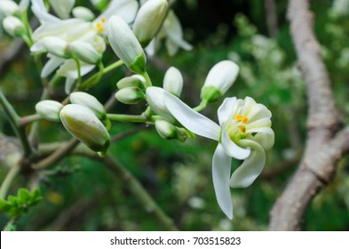 Moringa Flower