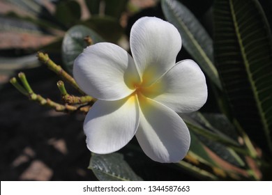 Moringa Flower India