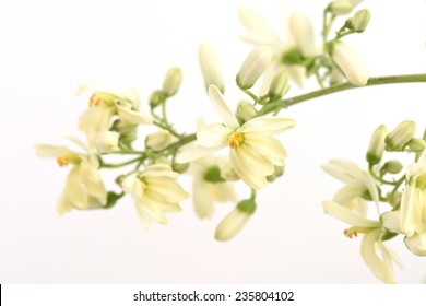 Moringa Flower On White Background 