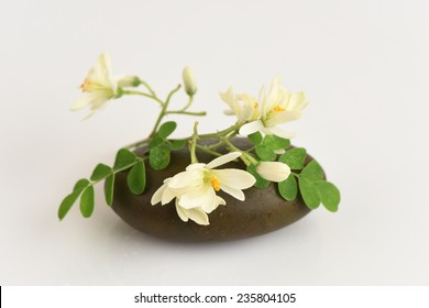 Moringa Flower On White Background 