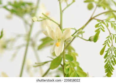 Moringa Flower On White Background 