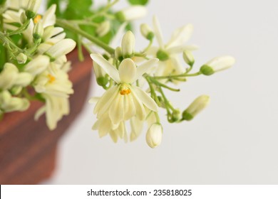 Moringa Flower On White Background 