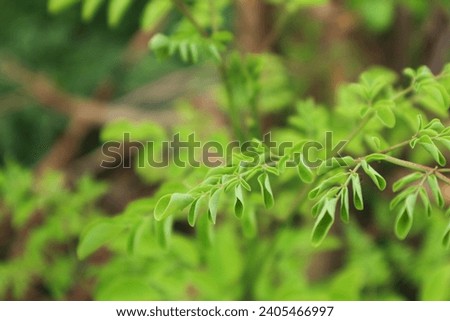 moringa laves or kelor in indonesian in the garden. selective focus