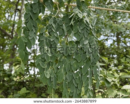 moringa leaf are fragrant and hermaphroditic, surrounded by five unequal, thinly veined, yellowish-white petals. 