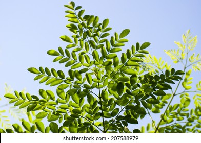 moringa leaves 