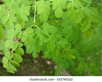 Moringa Leaves