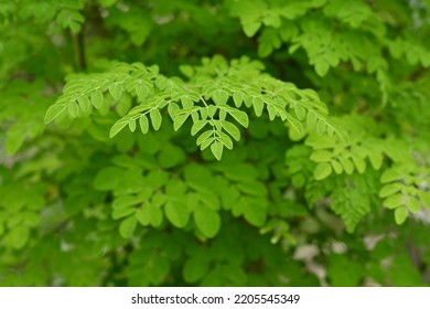 Moringa Leaves Contain Nutrients Such As Calcium And Minerals Such As Copper, Iron, Zinc (zinc), Magnesium, Silica And Manganese