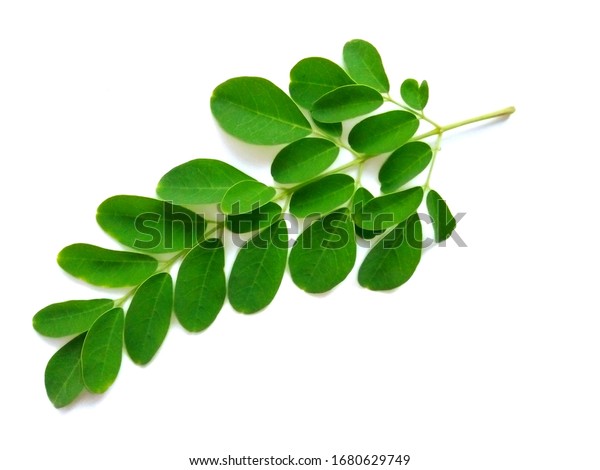 Moringa Leaves Flowers Moringa Oleifera Moringa Stock Photo 1680629749 ...