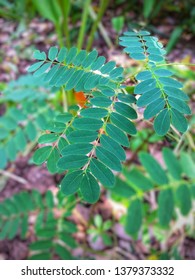 Moringa Leaves Kelor Indonesia Image Stock Photo 1379373332 | Shutterstock