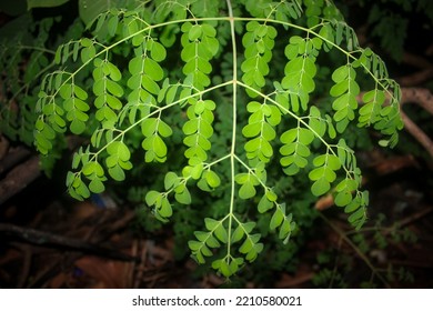 1,114 Malunggay Tree Images, Stock Photos & Vectors | Shutterstock