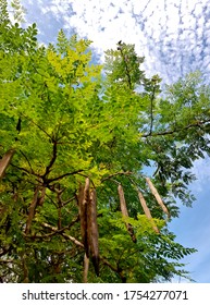 Moringa oleifera, Beautiful Moringa leaves on the tree