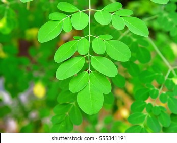 Moringa (Moringa oleifera) compound leaves.