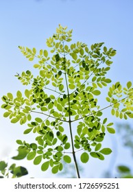 Moringa oleifera - moringa, drumstick tree, horseradish tree,  ben oil tree or benzolive tree leaves on the blue sky background