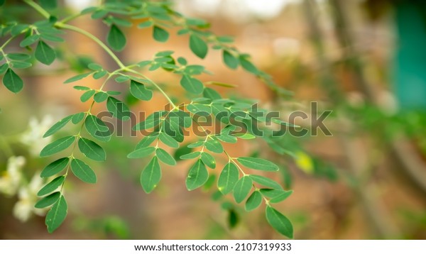 Moringa oleifera is a fast-growing,\
drought-resistant tree of the family Moringaceae, native to the\
Indian subcontinent. Common names include moringa, drumstick tree\
and horseradish tree.