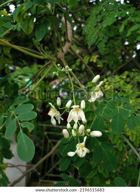 Moringa oleifera\
is a fast-growing, drought-resistant tree of the family\
Moringaceae. Common names include moringa, drumstick tree,\
horseradish tree and ben oil tree\
etc.