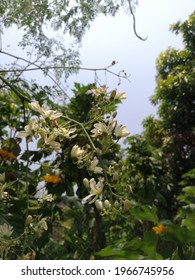 It Is A Moringa Oleifera Flower Or Drumstick Flower 