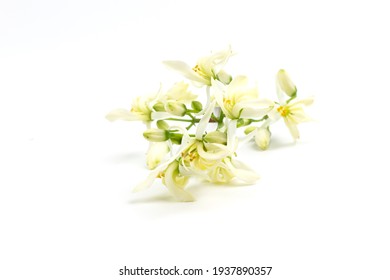 Moringa Oleifera Flower Isolated On White Background.