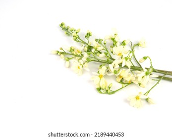 Moringa Oleifera Flower Isolated On White Background.