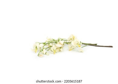 Moringa Oleifera Flower Isolated On White Background.