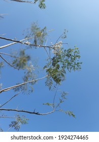 Moringa Oleifera Flower, Munga Flower