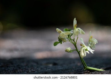 Moringa Or  Moringa Oleifera Flower On Nature Background.