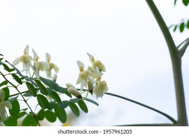 Moringa Oleifera Flower On Tree.