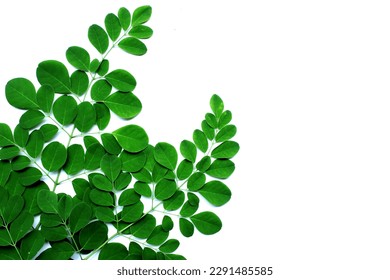 Moringa (Moringa oleifera) aislada